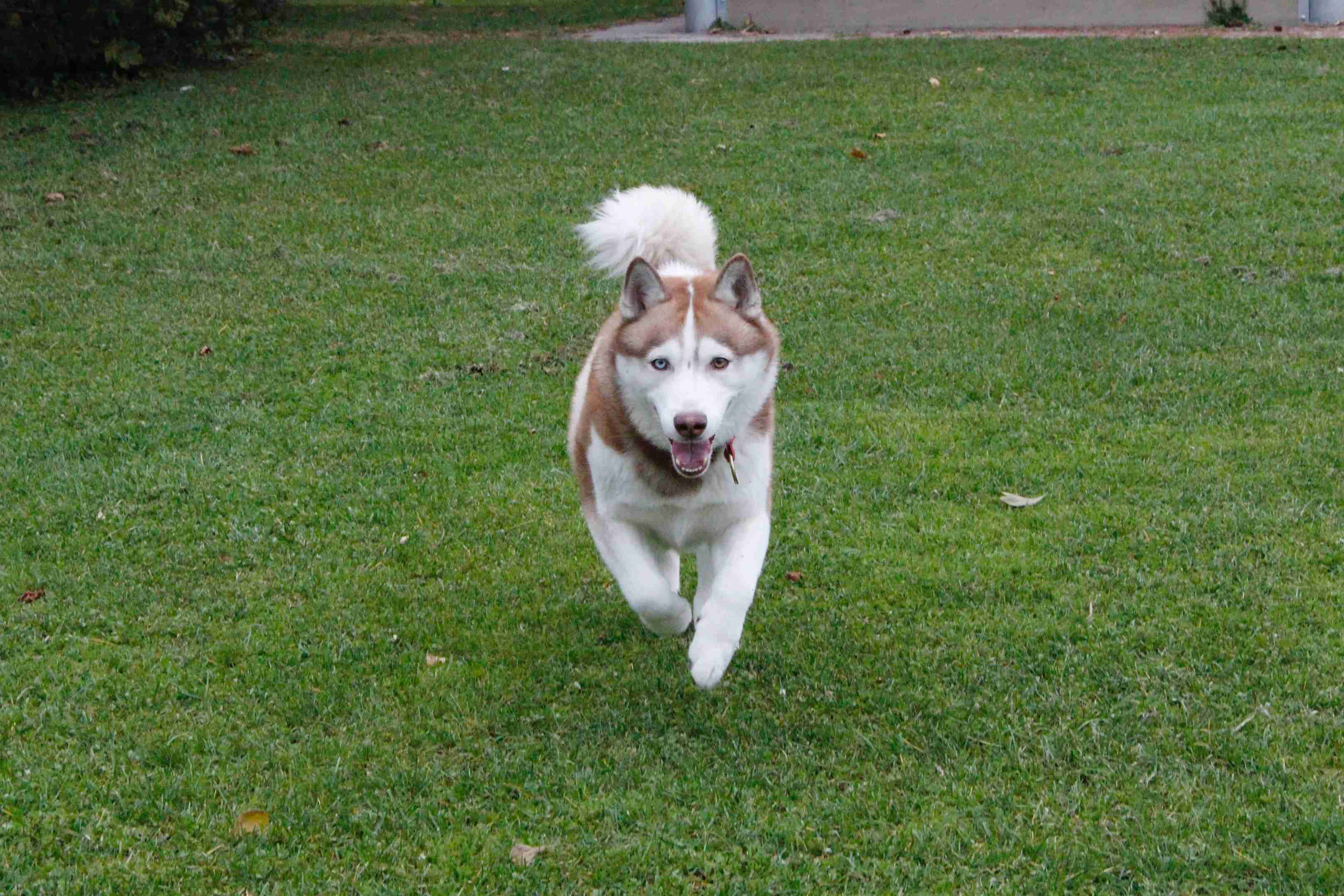 Train Your Alaskan Malamute Like a Pro: How Much Time Should You Devote to Training?